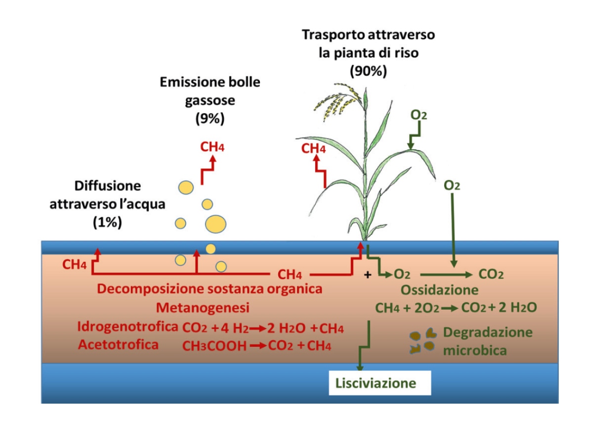 Emissione di metano in atmosfera dalle risaie sommerse